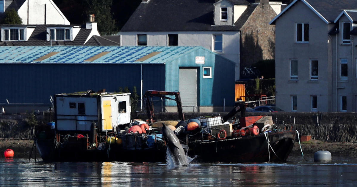Rescuers race to move whales out of Scottish loch before major military exercise