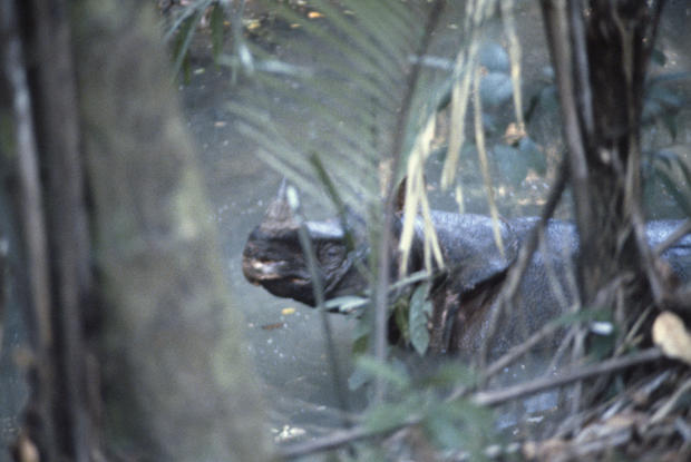 Javan One Horned Rhinos 