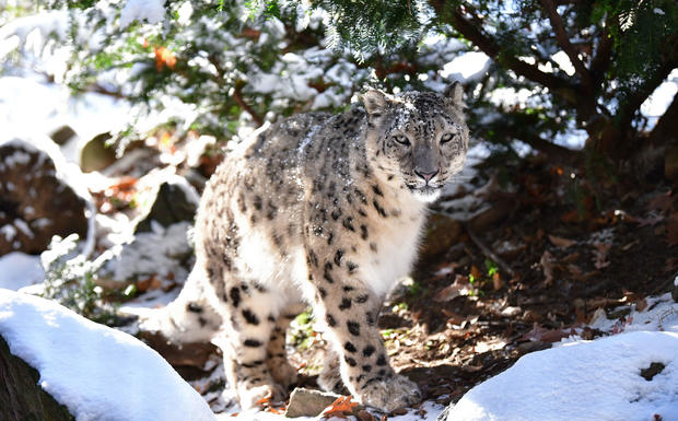 Animals At The Bronx Zoo 