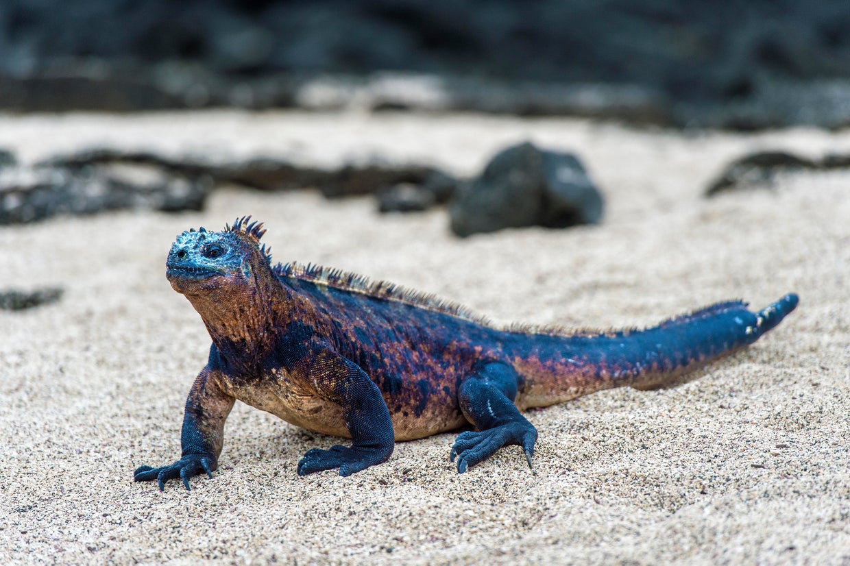 The most endangered species on Earth
