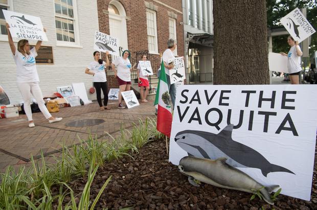 US-MEXICO-CONSERVATION-ANIMAL-VAQUITA-demonstration 