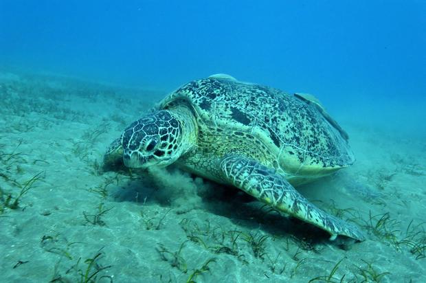 Green turtle (Chelonia mydas) 