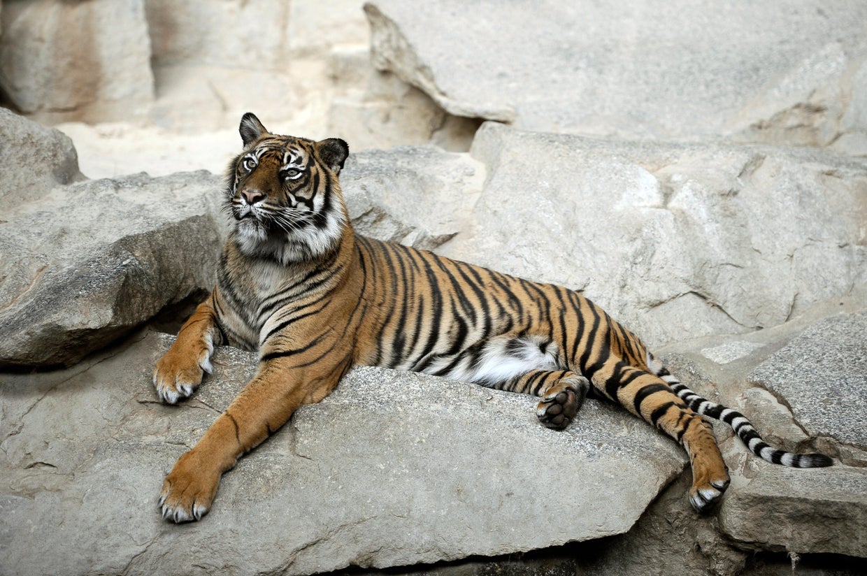 The most endangered species on Earth - CBS News