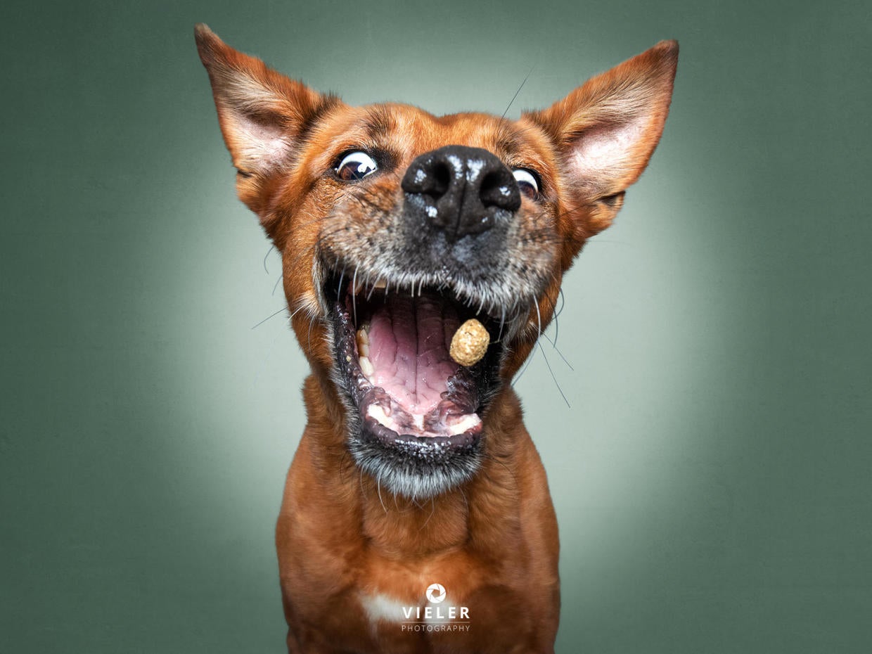 He's got the chops... Just 54 photos of dogs getting treats CBS News