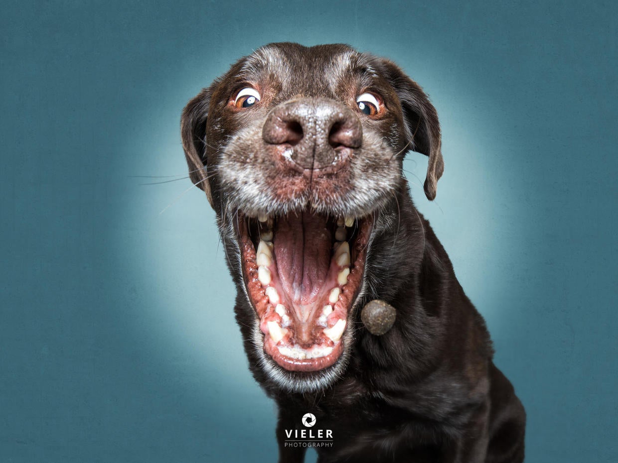 He's got the chops... Just 54 photos of dogs getting treats CBS News