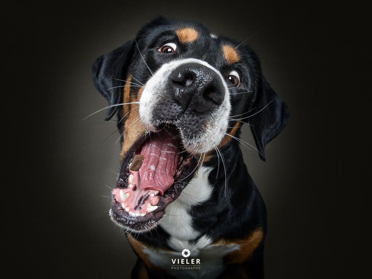 He's got the chops... Just 54 photos of dogs getting treats CBS News