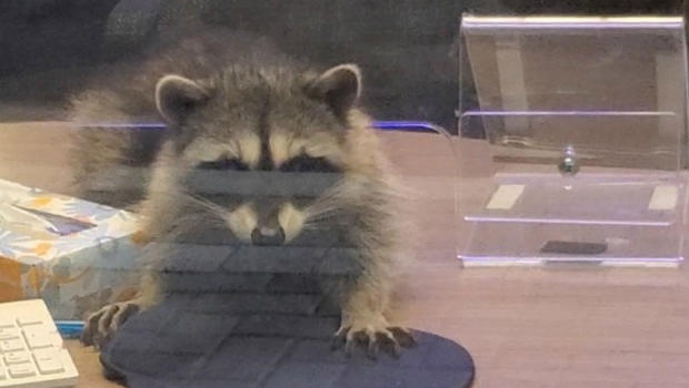 Raccoon in bank 
