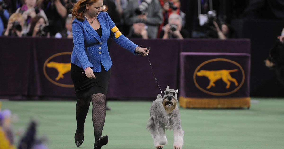The Most Popular Dog Breeds In America The Most Popular Dog Breeds In America