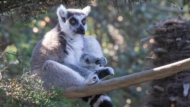 Maki Stolen Lemur Recovery 