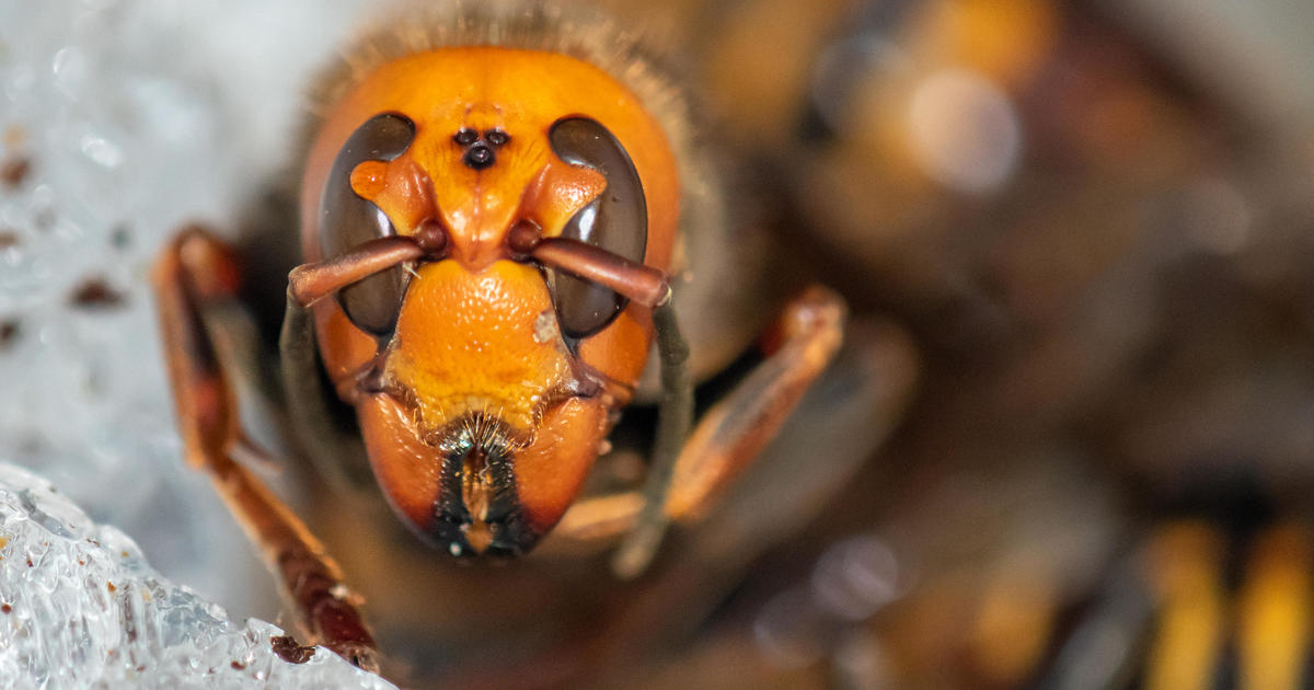 When murder hornets attack, bees will make "shrieks, fear screams and panic calls" to help their colony survive