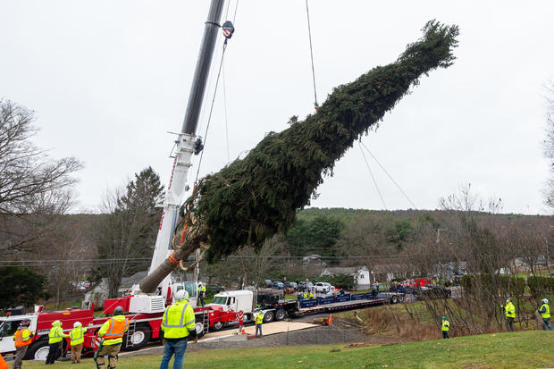 2020 Rockefeller Center Christmas Tree Cut 