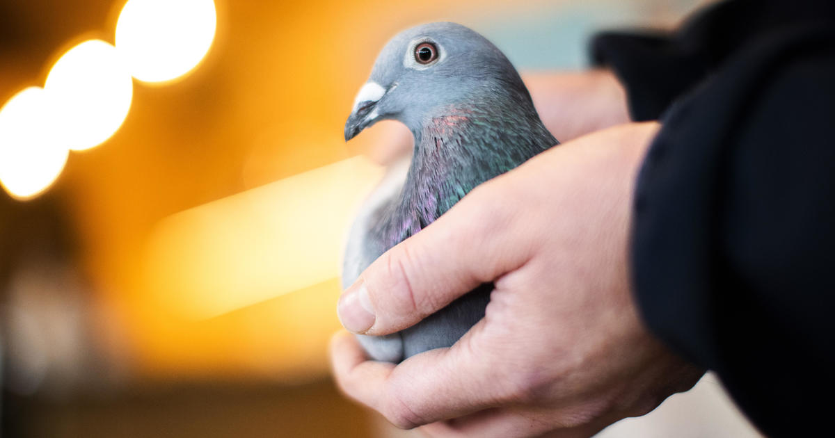 Racing pigeon sells for record $1.9 million after frantic bidding war: &quot;Total shock&quot; - CBS News
