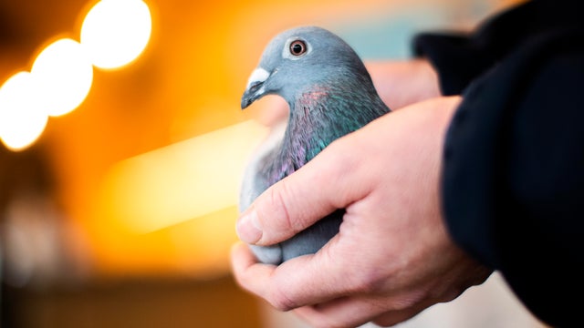 Belgium Record Pigeon 