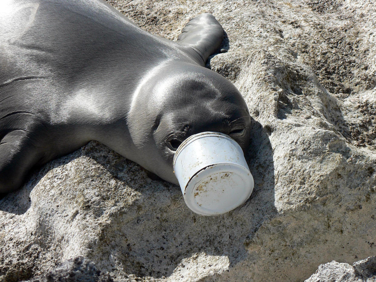 A decade of plastic has entangled, choked and drowned over 1,500