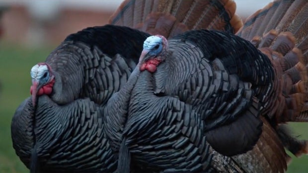 wild-turkeys-1920.jpg