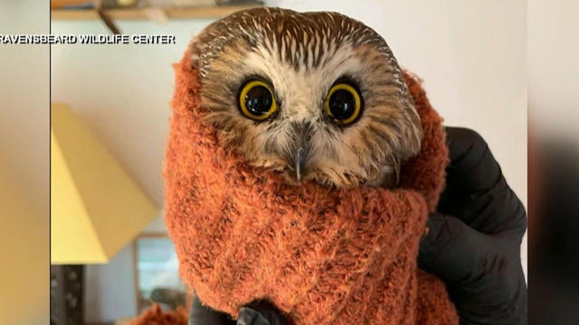 rockefeller owl stuffed animal