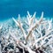 Great Barrier Reef survey reveals vast extent of coral bleaching
