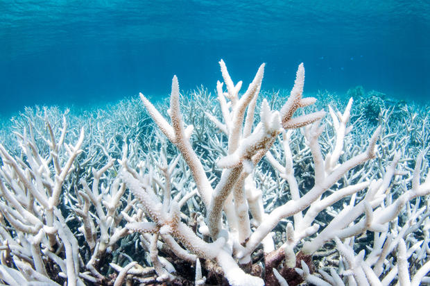 Coral Bleaching on the Great Barrier Reef in Australia 