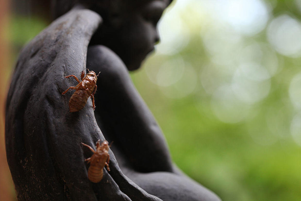 What Is Brood X The Us Cicada Infestation Coming In 2021 Cbs News