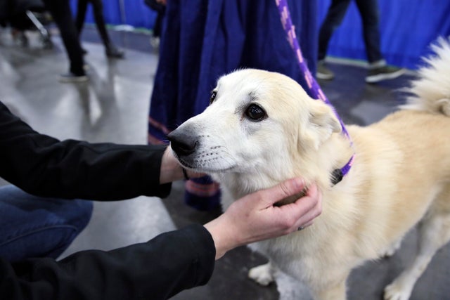 Newest dog breeds: From tiny toys to massive mastiffs