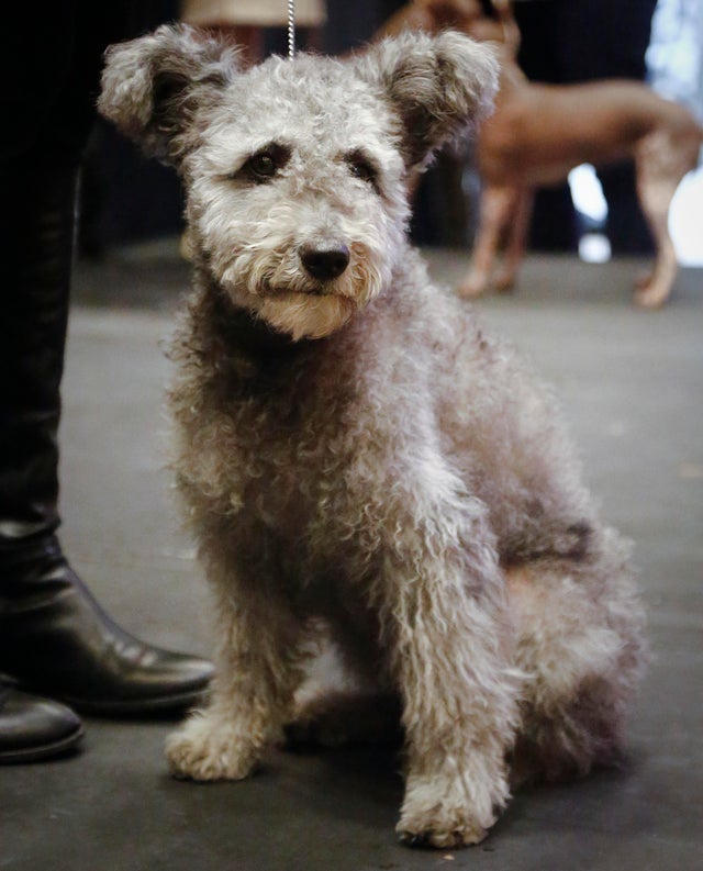 Newest dog breeds: From tiny toys to massive mastiffs