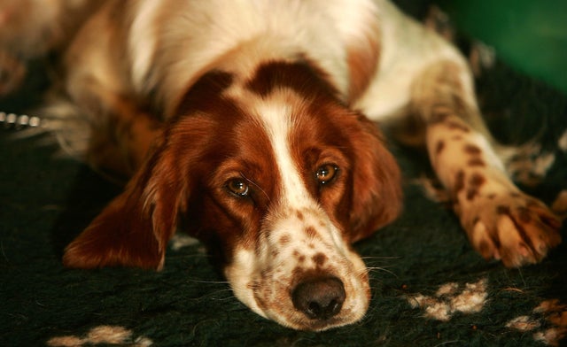 Newest dog breeds: From tiny toys to massive mastiffs