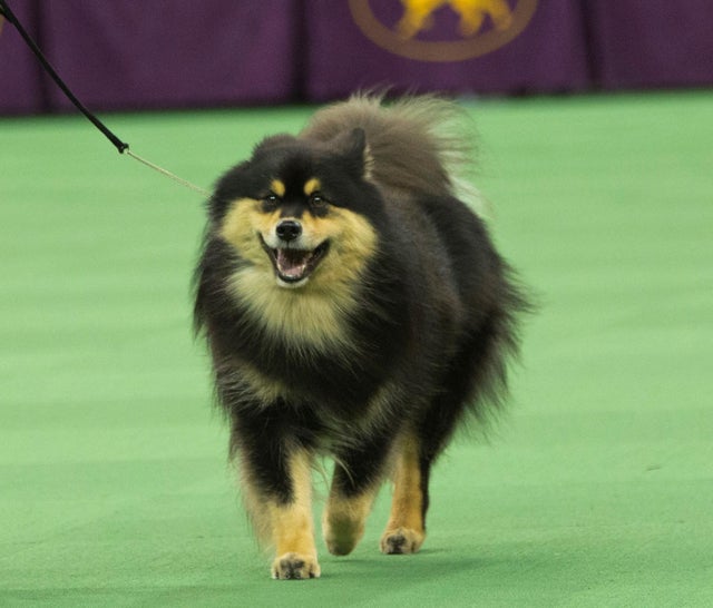 Newest dog breeds: From tiny toys to massive mastiffs