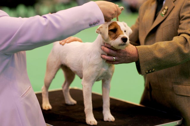 Newest dog breeds: From tiny toys to massive mastiffs