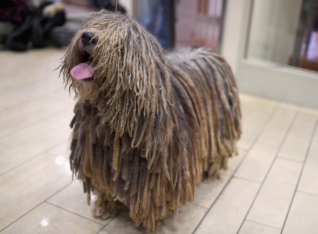 Newest dog breeds: From tiny toys to massive mastiffs