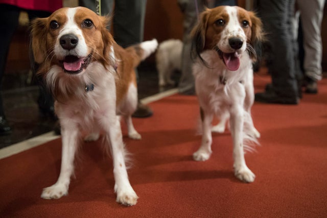 Newest dog breeds: From tiny toys to massive mastiffs