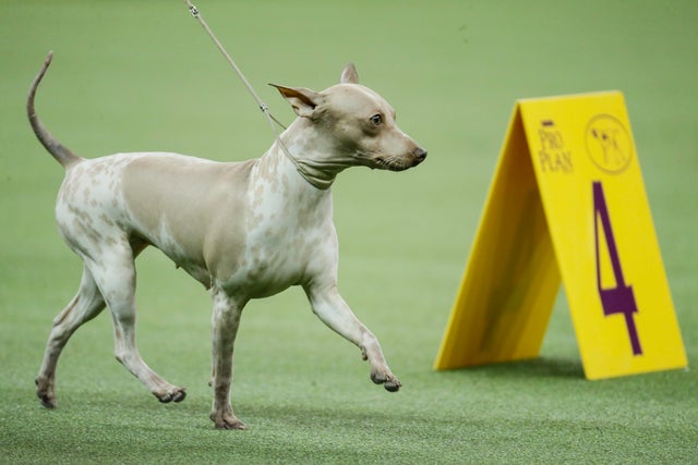 Newest dog breeds: From tiny toys to massive mastiffs