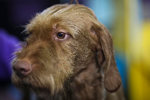 Newest dog breeds: From tiny toys to massive mastiffs