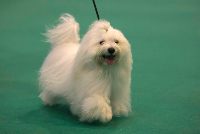 Newest dog breeds: From tiny toys to massive mastiffs