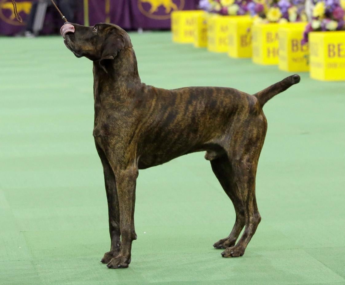 Newest dog breeds From tiny toys to massive mastiffs CBS News