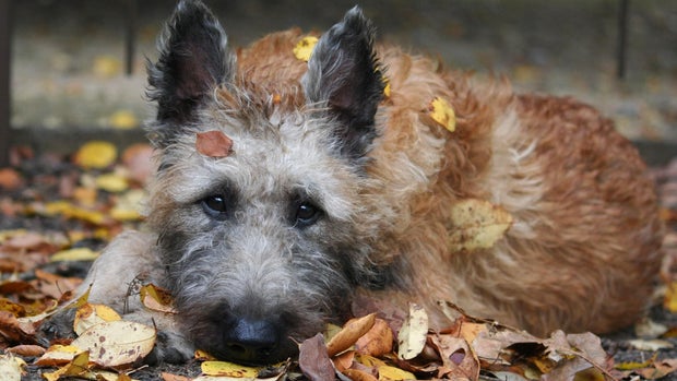 Newest dog breeds: From tiny toys to massive mastiffs