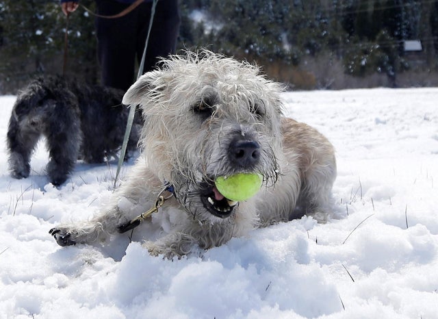 Newest dog breeds: From tiny toys to massive mastiffs