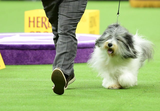 Newest dog breeds: From tiny toys to massive mastiffs