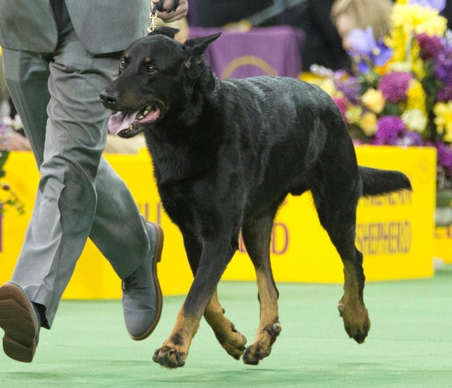 Newest dog breeds: From tiny toys to massive mastiffs