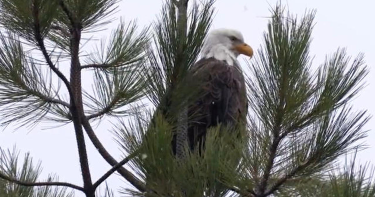 nature-bald-eagles-in-idaho-cbs-news