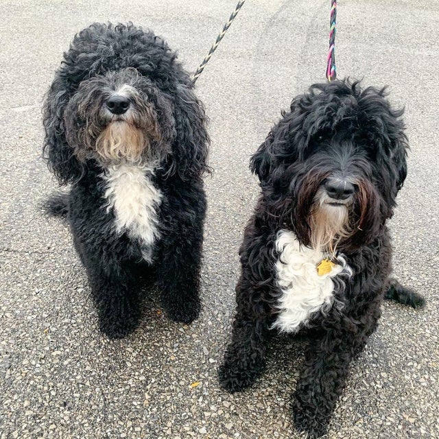 Newest dog breeds: From tiny toys to massive mastiffs