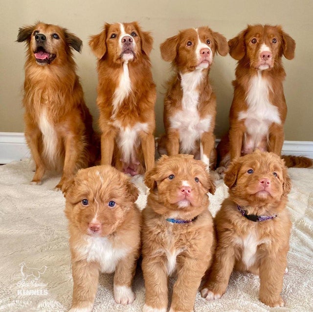 Newest dog breeds: From tiny toys to massive mastiffs