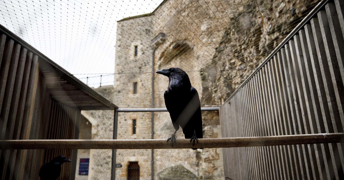 Never?  The Tower of London “queen” crow disappears and is feared as dead