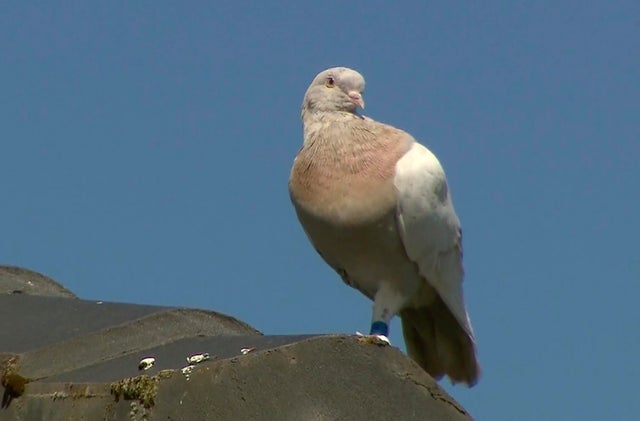 A Pigeon Survived An 8 000 Mile Journey From Oregon To Australia Authorities Plan To Kill It Cbs News