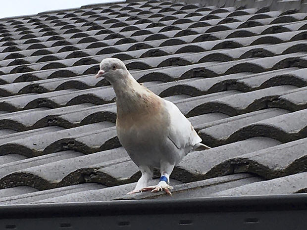 Australia Pigeon 