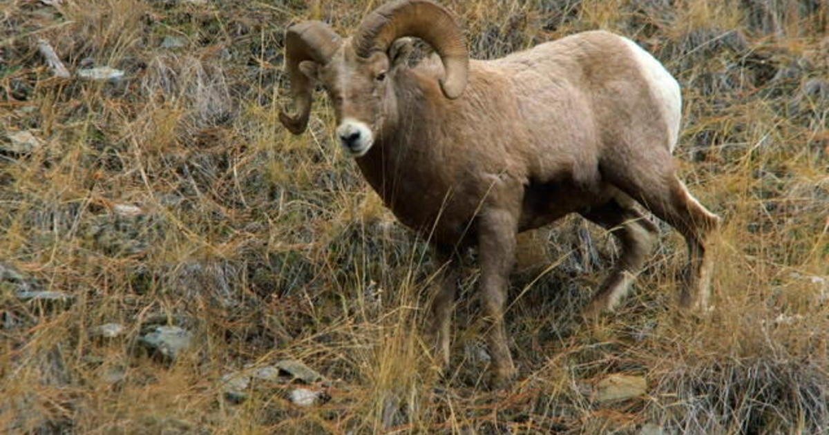 Nature Big horn sheep in Montana CBS News