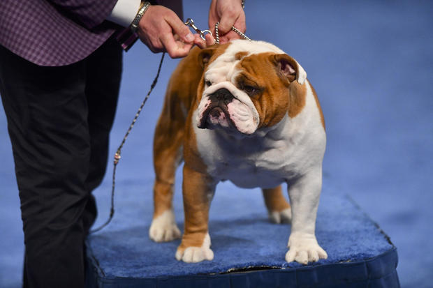 Canine Breeds Compete In National Dog Show Held Outside Of Philadelphia 