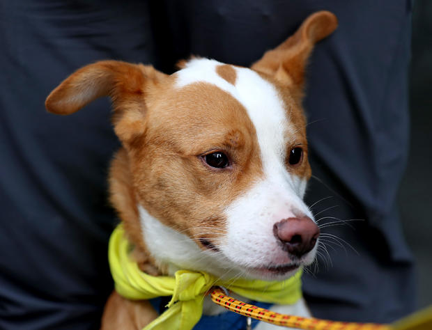 Dogs Rescued From Hurricane Dorian Up For Adoption During EYs Annual Connect Day 