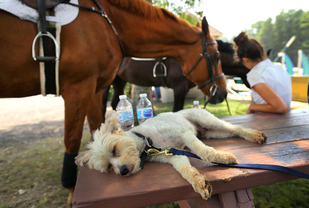 Silver Oak Jumper Tournament In Halifax 