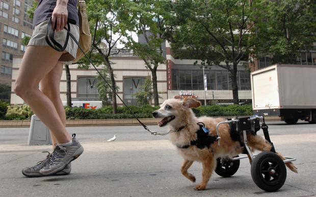 Can't keep a good dog down -- Bad-to-the-bone pooch named Ja 