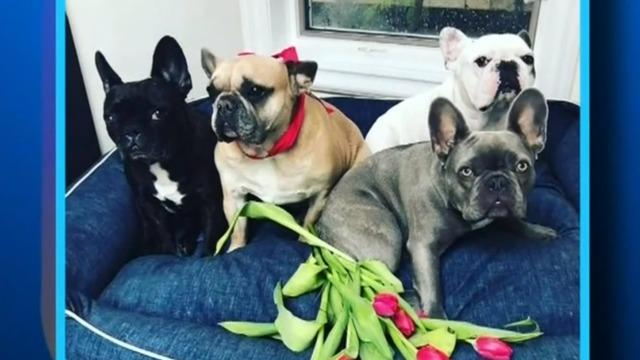 Lady Gaga S Dogs Recovered Safely After Dogwalker Shot Cbs News
